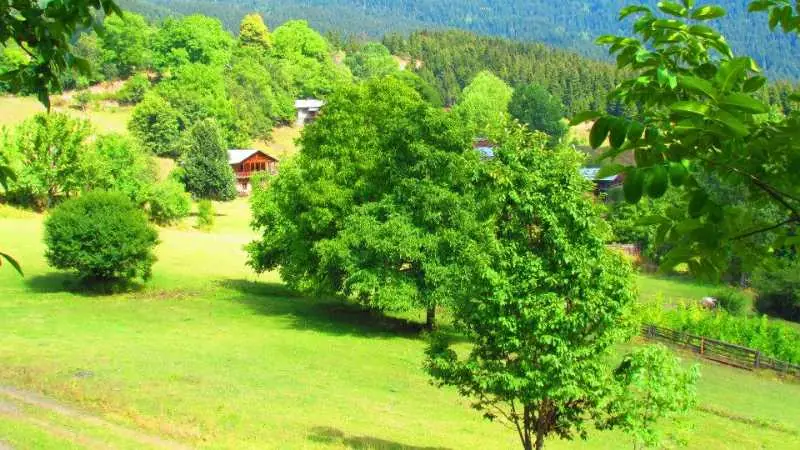 Artvin Çiçekleri