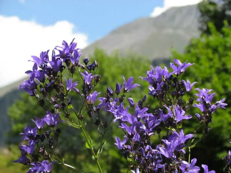 Artvin Çiçekleri