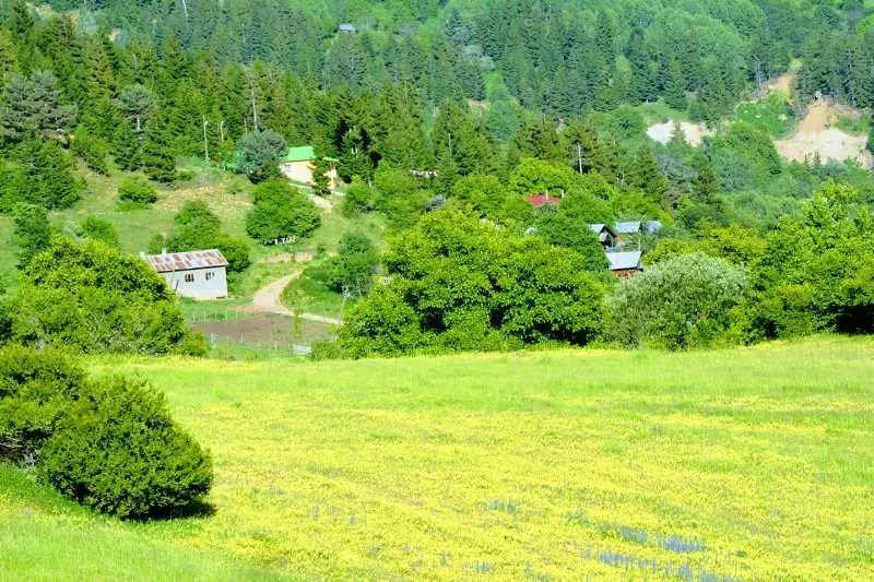 Artvin Çiçekleri