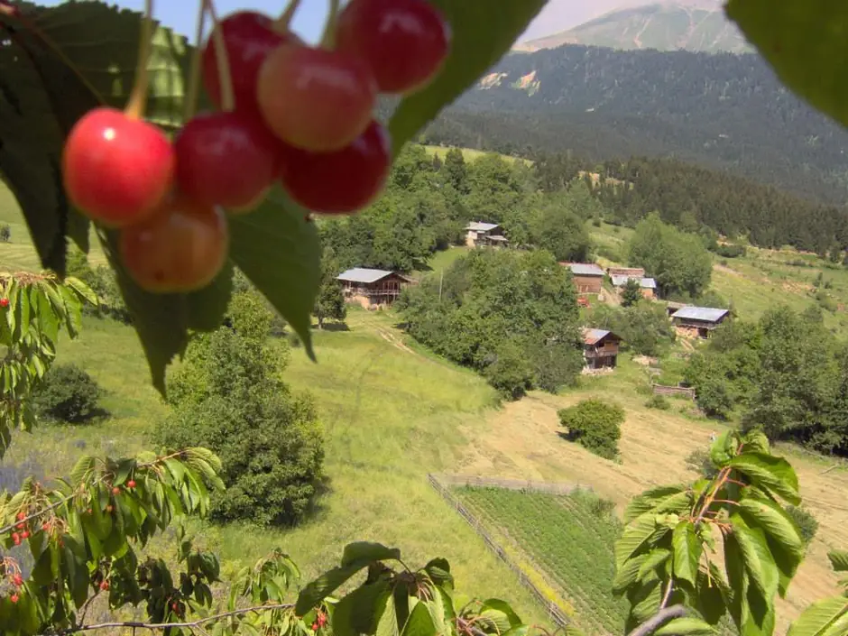 Artvin Çiçekleri