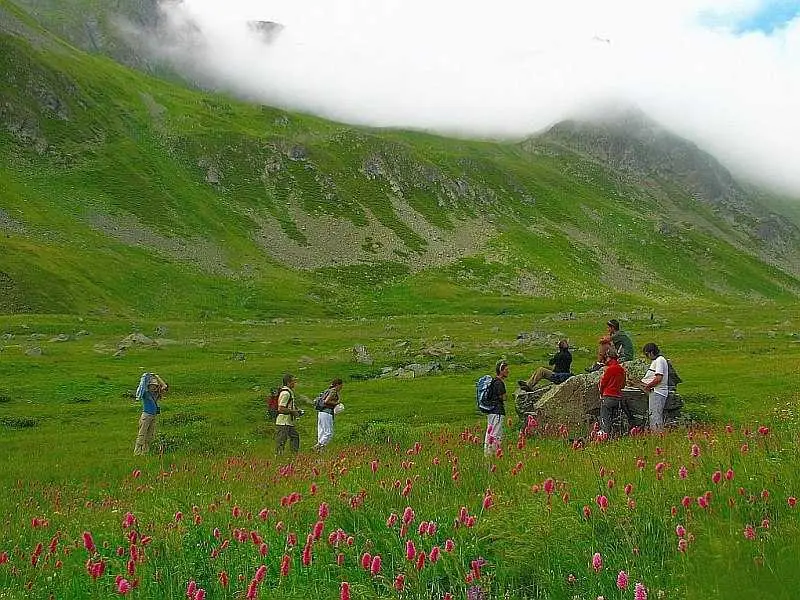 Artvin Çiçekleri 2