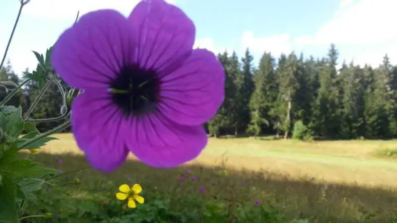 Artvin Çiçekleri