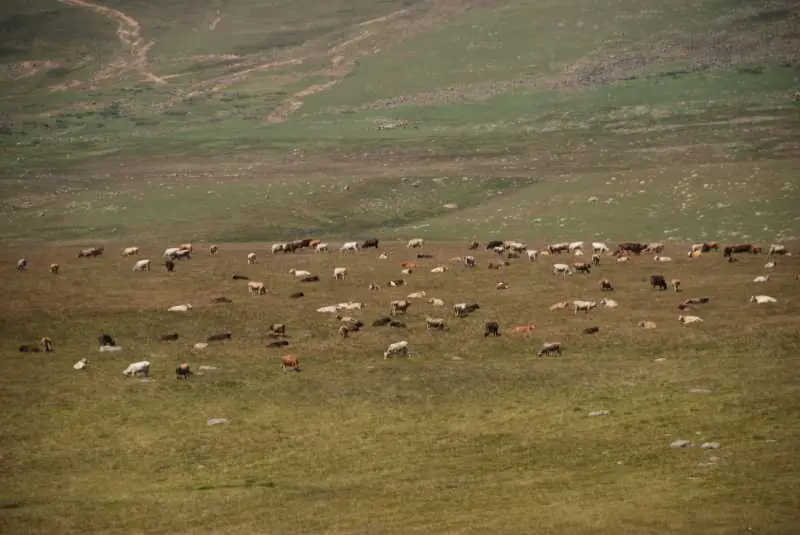Hertüs Yaylası