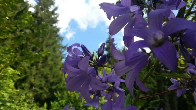 Artvin Çiçekleri