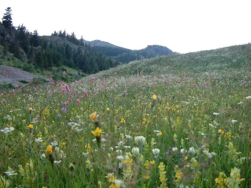 Artvin Çiçekleri 2