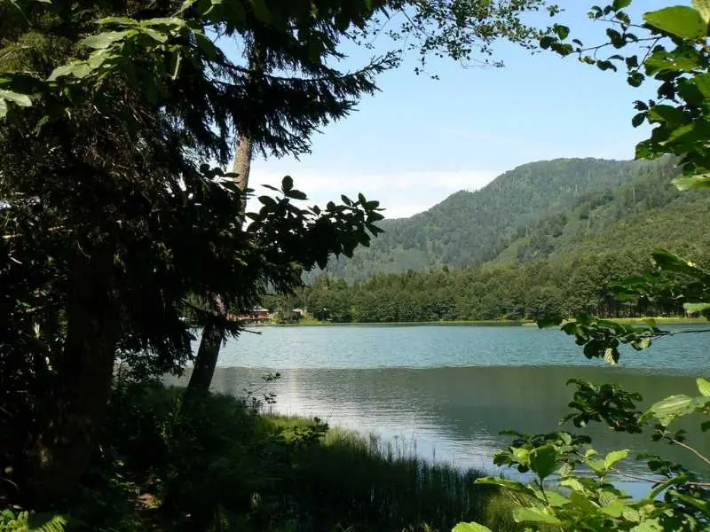 Artvin Çiçekleri 2