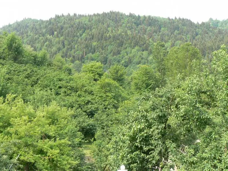 Artvin Çiçekleri 2
