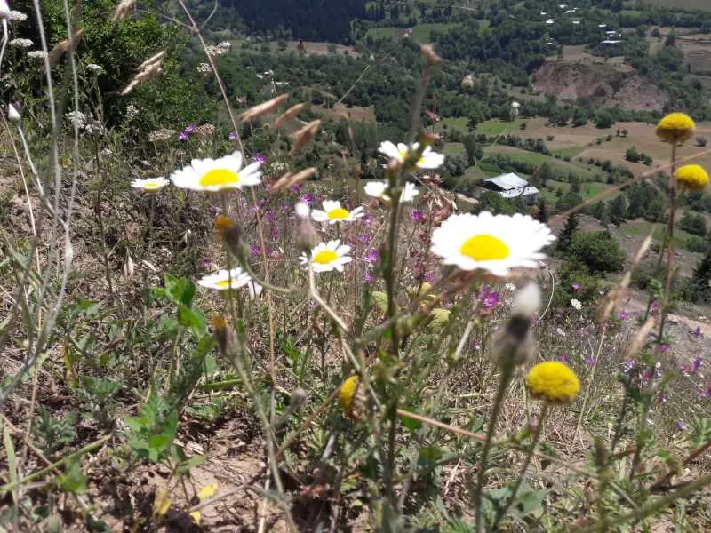 Artvin Çiçekleri