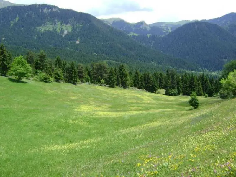 Artvin Çiçekleri