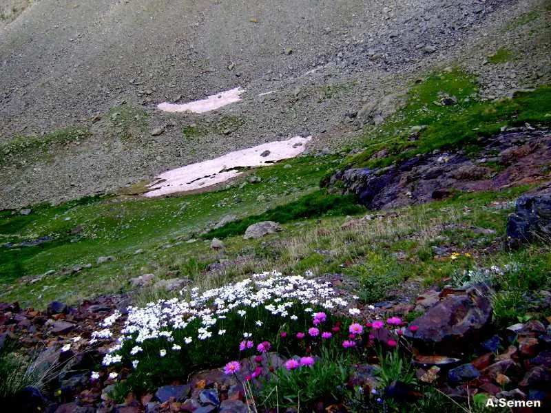 Artvin Çiçekleri 2