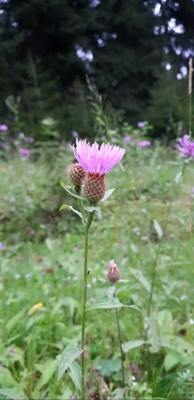 Artvin Çiçekleri