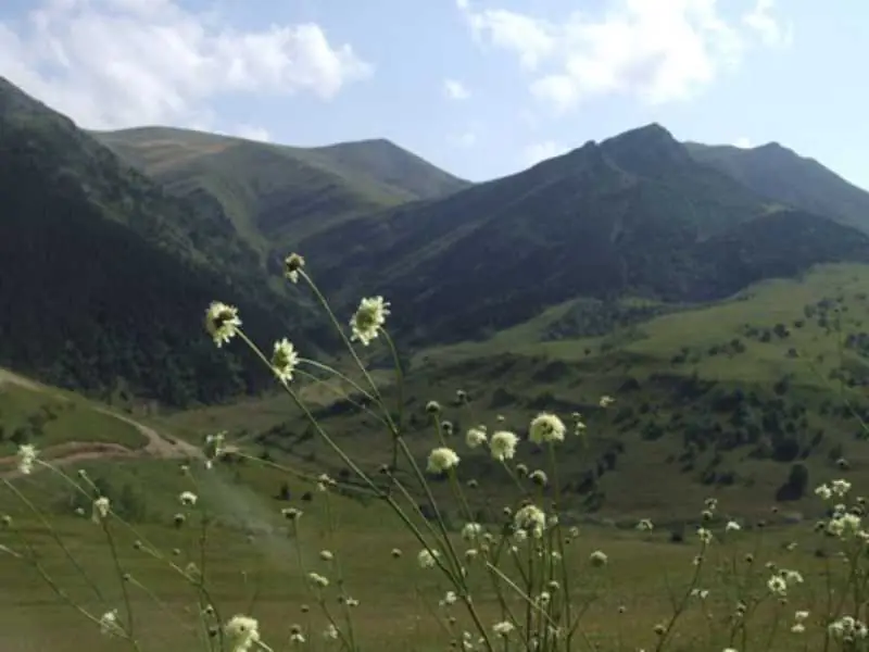 Artvin Çiçekleri 2