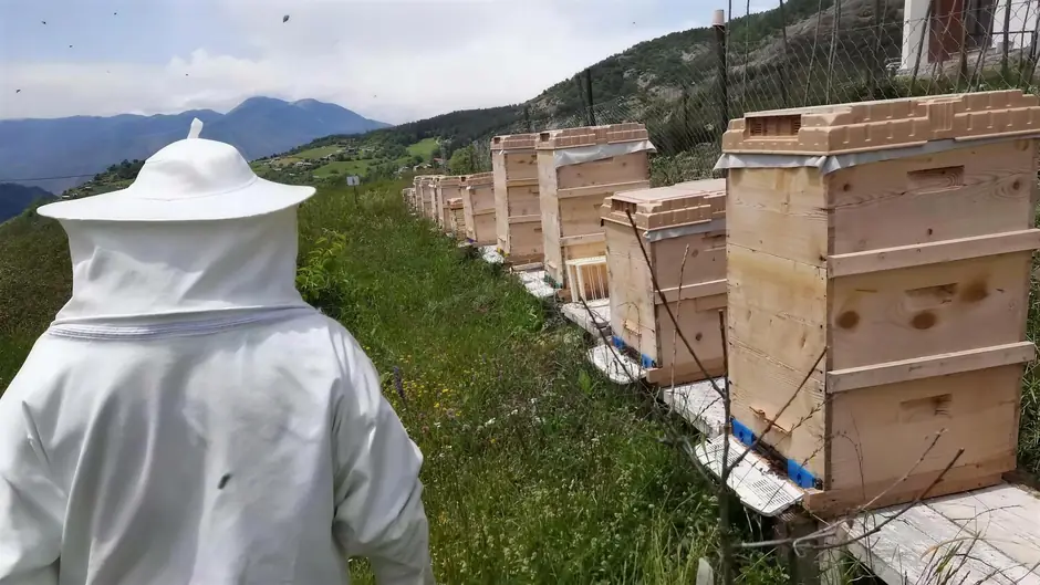 Beehives lined up along a highland slope in the foothills of the Kaçkar Mountains