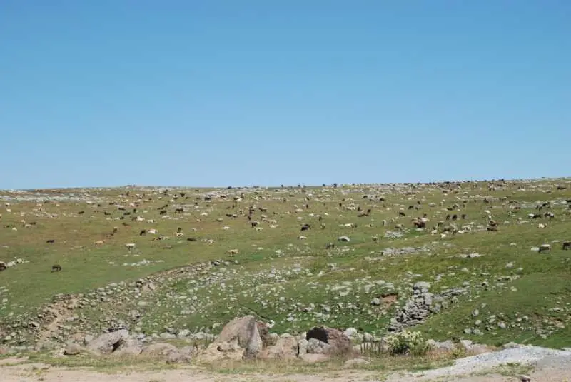 Hertüs Yaylası