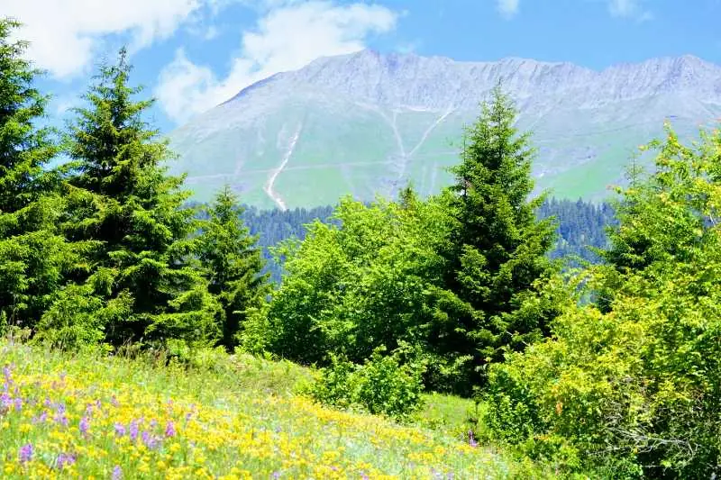 Artvin Çiçekleri