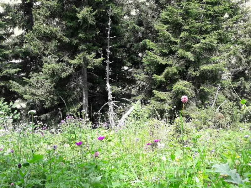 Artvin Çiçekleri