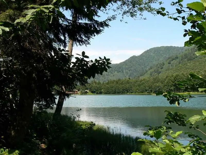 Artvin Çiçekleri 2