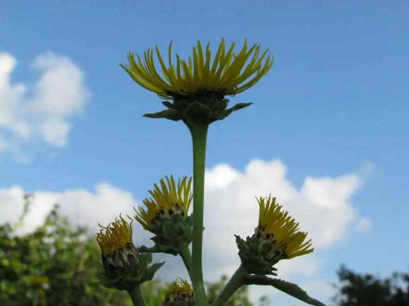 Artvin Çiçekleri