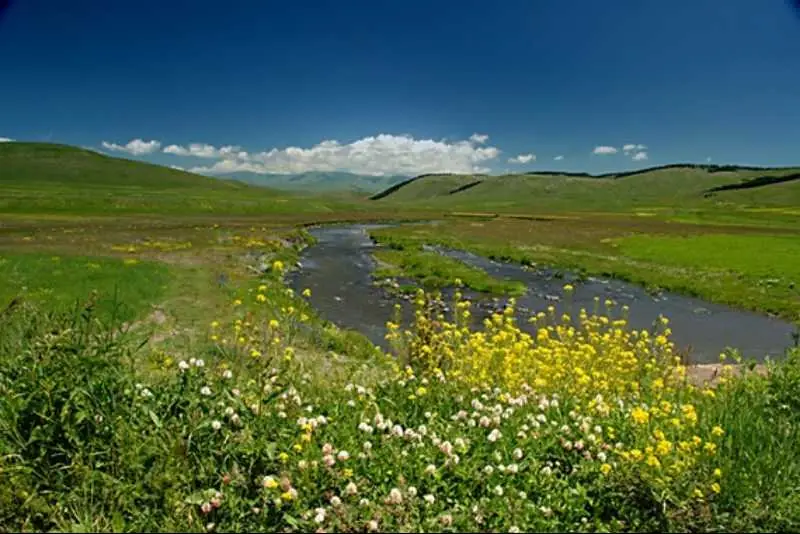 Artvin Çiçekleri 2