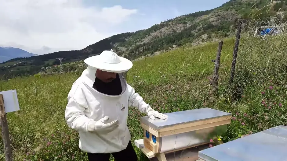 A beekeeper inspecting a hive beside a highland meadow in Artvin