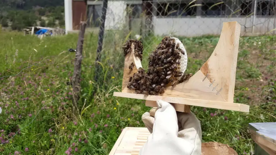 A beekeeper’s gloved hand holding a honeycomb frame covered with bees