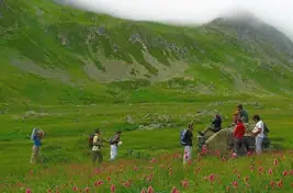 Kafkas ana arısı ve kovandaki işçi arılar