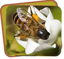 Artvin honey – natural honey produced in the Kaçkar Mountains