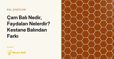 Çam Balı Nedir, Faydaları Nelerdir? Kestane Balından Farkı