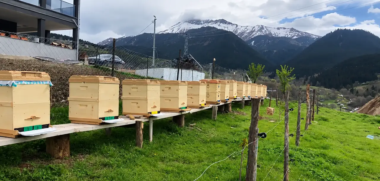 Karlı Kaçkar zirveleri önünde, yamaçtaki çayıra sıra sıra dizilmiş ahşap arı kovanları