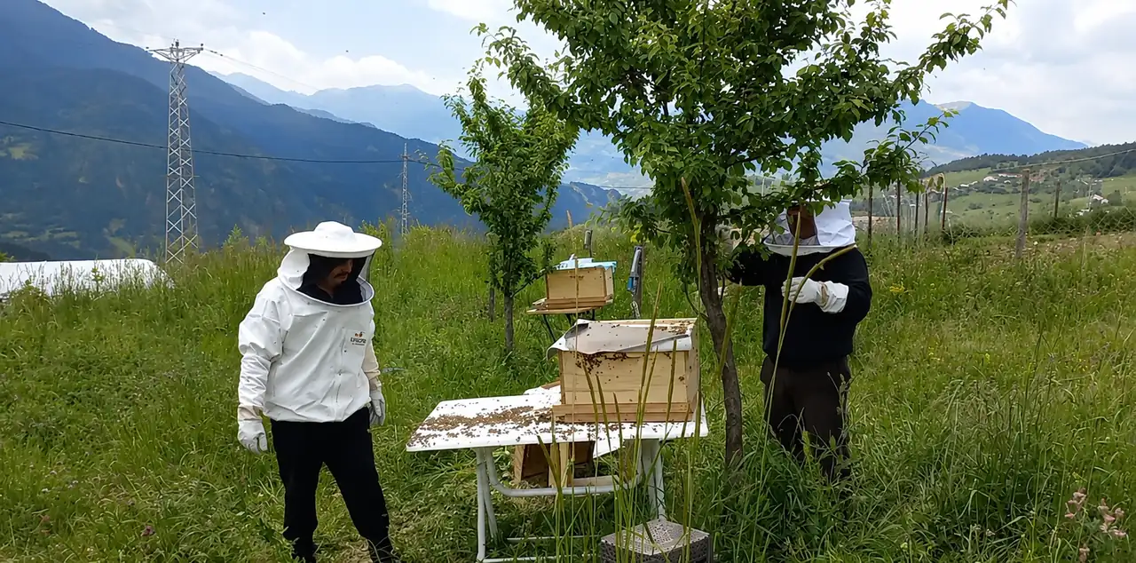 Koruyucu kıyafetli iki arıcı, Artvin'de yayla kenarındaki kovanda çerçeve kontrol ediyor